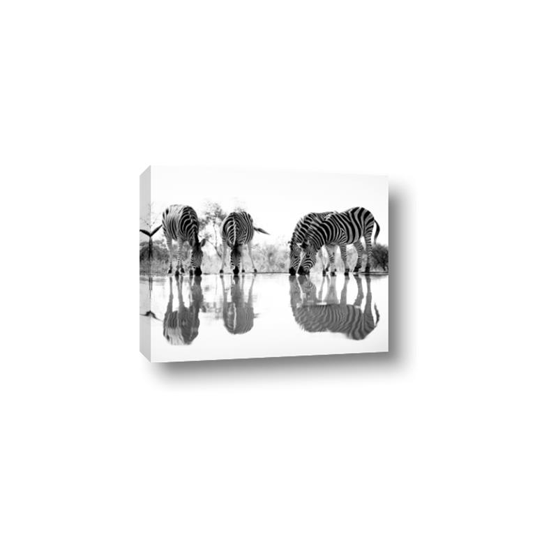 Picture of Sipping Zebras  _GroupedProduct_Rectangle_Landscape_Photography _GroupedProduct_Rectangle_Landscape_Canvas_