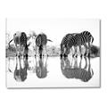 Picture of Sipping Zebras  _GroupedProduct_Rectangle_Landscape_Photography _GroupedProduct_Rectangle_Landscape_Canvas_