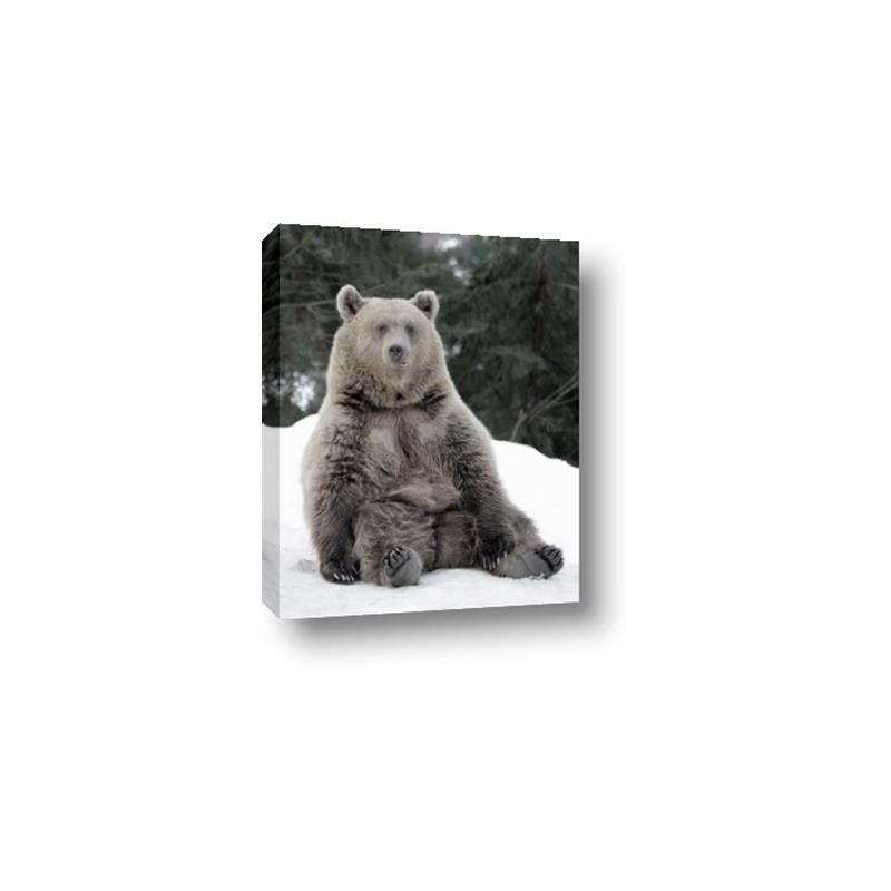 Picture of Snowy Bear _GroupedProduct_Rectangle_Portrait_Photography _GroupedProduct_Rectangle_Portrait_Canvas_