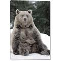 Picture of Snowy Bear _GroupedProduct_Rectangle_Portrait_Photography _GroupedProduct_Rectangle_Portrait_Canvas_