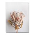 Picture of Soft Pink _GroupedProduct_Rectangle_Portrait_Photography _GroupedProduct_Rectangle_Portrait_Canvas_