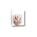 Picture of Soft Protea _GroupedProduct_Rectangle_Portrait_Photography _GroupedProduct_Rectangle_Portrait_Canvas_