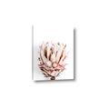 Picture of Soft Protea _GroupedProduct_Rectangle_Portrait_Photography _GroupedProduct_Rectangle_Portrait_Canvas_