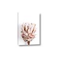 Picture of Soft Protea _GroupedProduct_Rectangle_Portrait_Photography _GroupedProduct_Rectangle_Portrait_Canvas_