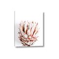 Picture of Soft Protea _GroupedProduct_Rectangle_Portrait_Photography _GroupedProduct_Rectangle_Portrait_Canvas_