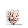 Picture of Soft Protea _GroupedProduct_Rectangle_Portrait_Photography _GroupedProduct_Rectangle_Portrait_Canvas_