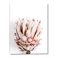 Picture of Soft Protea _GroupedProduct_Rectangle_Portrait_Photography _GroupedProduct_Rectangle_Portrait_Canvas_