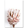 Picture of Soft Protea _GroupedProduct_Rectangle_Portrait_Photography _GroupedProduct_Rectangle_Portrait_Canvas_