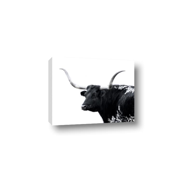 Picture of Spotted Bull  _GroupedProduct_Rectangle_Landscape_Photography _GroupedProduct_Rectangle_Landscape_Canvas_
