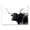 Picture of Spotted Bull  _GroupedProduct_Rectangle_Landscape_Photography _GroupedProduct_Rectangle_Landscape_Canvas_