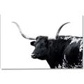 Picture of Spotted Bull  _GroupedProduct_Rectangle_Landscape_Photography _GroupedProduct_Rectangle_Landscape_Canvas_