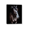 Picture of Stallion _GroupedProduct_Rectangle_Portrait_Photography _GroupedProduct_Rectangle_Portrait_Canvas_