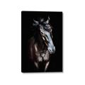 Picture of Stallion _GroupedProduct_Rectangle_Portrait_Photography _GroupedProduct_Rectangle_Portrait_Canvas_