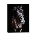 Picture of Stallion _GroupedProduct_Rectangle_Portrait_Photography _GroupedProduct_Rectangle_Portrait_Canvas_