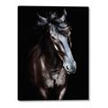 Picture of Stallion _GroupedProduct_Rectangle_Portrait_Photography _GroupedProduct_Rectangle_Portrait_Canvas_