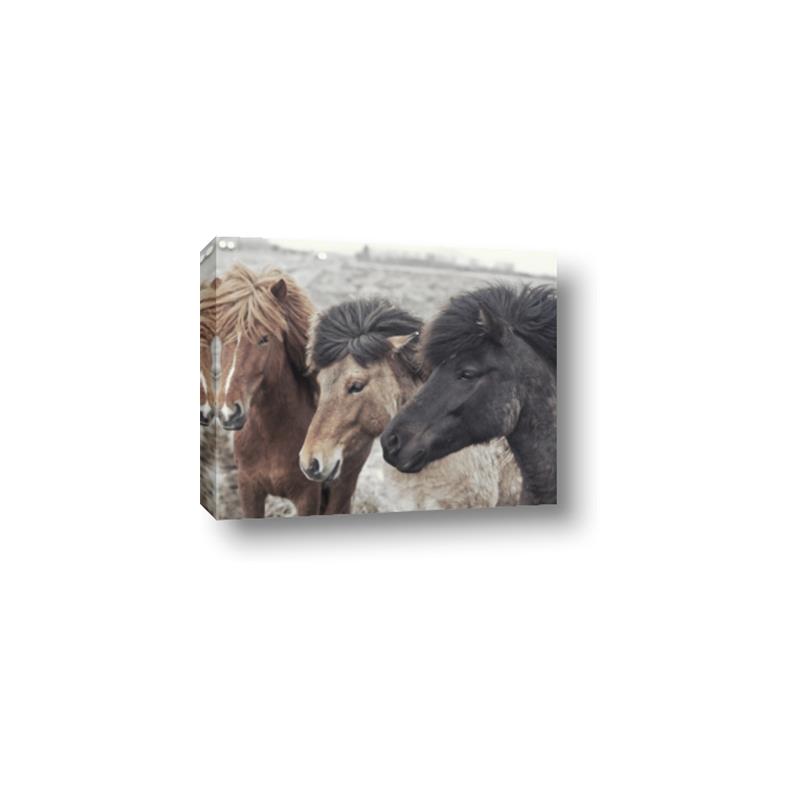 Picture of Untamed Beauties   _GroupedProduct_Rectangle_Landscape_Photography _GroupedProduct_Rectangle_Landscape_Canvas_