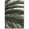 Picture of Sun & Palms  _GroupedProduct_Rectangle_Portrait_Photography _GroupedProduct_Rectangle_Portrait_Canvas_