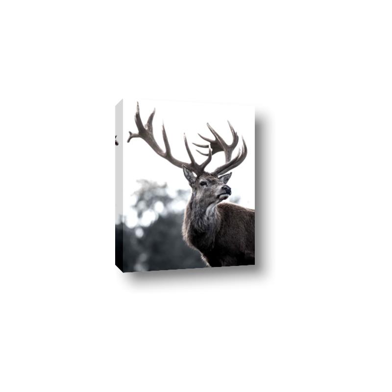 Picture of The Winter Deer _GroupedProduct_Rectangle_Portrait_Photography _GroupedProduct_Rectangle_Portrait_Canvas_