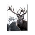 Picture of The Winter Deer _GroupedProduct_Rectangle_Portrait_Photography _GroupedProduct_Rectangle_Portrait_Canvas_