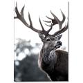 Picture of The Winter Deer _GroupedProduct_Rectangle_Portrait_Photography _GroupedProduct_Rectangle_Portrait_Canvas_