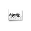 Picture of Tiger Path _GroupedProduct_Rectangle_Landscape_Photography _GroupedProduct_Rectangle_Landscape_Canvas_