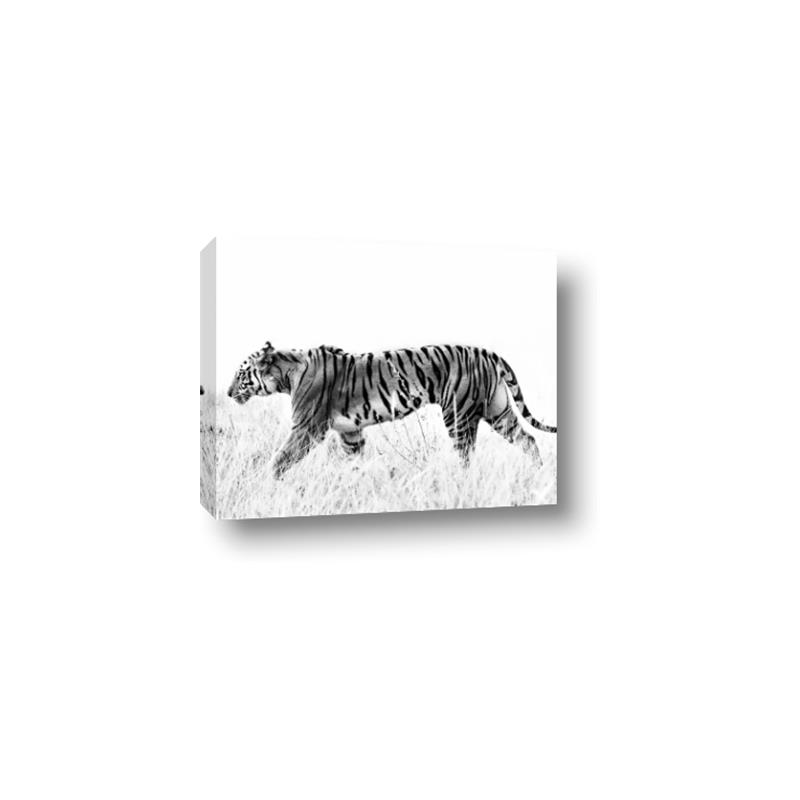 Picture of Tiger Path _GroupedProduct_Rectangle_Landscape_Photography _GroupedProduct_Rectangle_Landscape_Canvas_