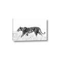 Picture of Tiger Path _GroupedProduct_Rectangle_Landscape_Photography _GroupedProduct_Rectangle_Landscape_Canvas_