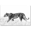 Picture of Tiger Path _GroupedProduct_Rectangle_Landscape_Photography _GroupedProduct_Rectangle_Landscape_Canvas_