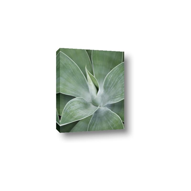 Picture of Up Close & Green _GroupedProduct_Rectangle_Portrait_Photography _GroupedProduct_Rectangle_Portrait_Canvas_