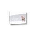 Picture of Winter Stag _GroupedProduct_Rectangle_Landscape_Canvas_