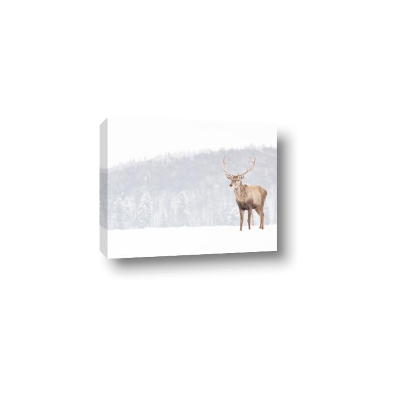 Picture of Winter Stag _GroupedProduct_Rectangle_Landscape_Canvas_