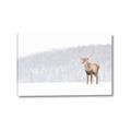 Picture of Winter Stag _GroupedProduct_Rectangle_Landscape_Canvas_