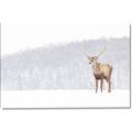 Picture of Winter Stag _GroupedProduct_Rectangle_Landscape_Canvas_