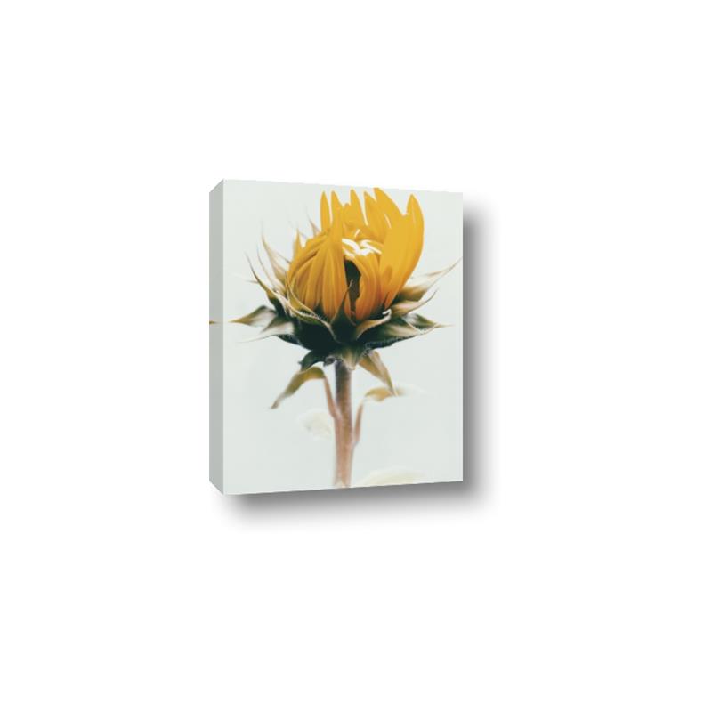 Picture of Yellow Bloom _GroupedProduct_Rectangle_Portrait_Photography _GroupedProduct_Rectangle_Portrait_Canvas_