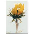 Picture of Yellow Bloom _GroupedProduct_Rectangle_Portrait_Photography _GroupedProduct_Rectangle_Portrait_Canvas_