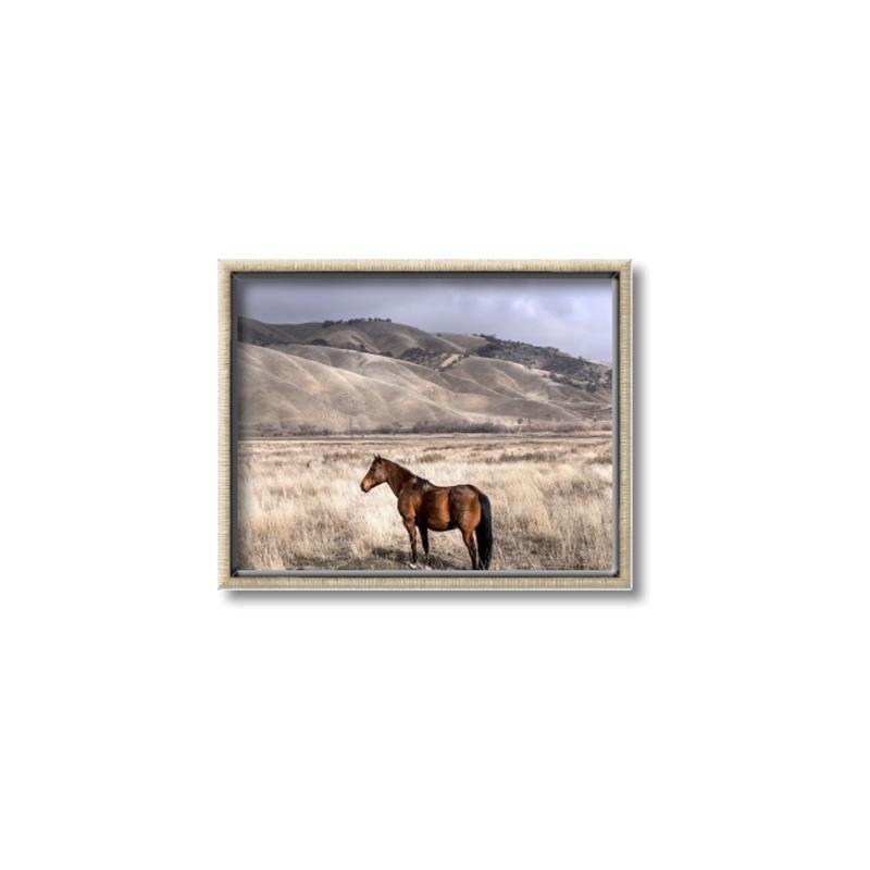 Picture of Lone Horse  _GroupedProduct_Rectangle_Landscape_Photography _GroupedProduct_Rectangle_Landscape_Canvas_Framed_