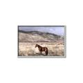 Picture of Lone Horse  _GroupedProduct_Rectangle_Landscape_Photography _GroupedProduct_Rectangle_Landscape_Canvas_Framed_