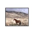 Picture of Lone Horse  _GroupedProduct_Rectangle_Landscape_Photography _GroupedProduct_Rectangle_Landscape_Canvas_Framed_