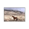 Picture of Lone Horse  _GroupedProduct_Rectangle_Landscape_Photography _GroupedProduct_Rectangle_Landscape_Canvas_Framed_