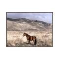Picture of Lone Horse  _GroupedProduct_Rectangle_Landscape_Photography _GroupedProduct_Rectangle_Landscape_Canvas_Framed_