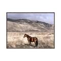 Picture of Lone Horse  _GroupedProduct_Rectangle_Landscape_Photography _GroupedProduct_Rectangle_Landscape_Canvas_Framed_