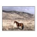 Picture of Lone Horse  _GroupedProduct_Rectangle_Landscape_Photography _GroupedProduct_Rectangle_Landscape_Canvas_Framed_