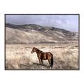 Picture of Lone Horse  _GroupedProduct_Rectangle_Landscape_Photography _GroupedProduct_Rectangle_Landscape_Canvas_Framed_