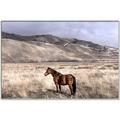 Picture of Lone Horse  _GroupedProduct_Rectangle_Landscape_Photography _GroupedProduct_Rectangle_Landscape_Canvas_Framed_