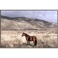 Picture of Lone Horse  _GroupedProduct_Rectangle_Landscape_Photography _GroupedProduct_Rectangle_Landscape_Canvas_Framed_