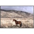 Picture of Lone Horse  _GroupedProduct_Rectangle_Landscape_Photography _GroupedProduct_Rectangle_Landscape_Canvas_Framed_