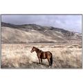 Picture of Lone Horse  _GroupedProduct_Rectangle_Landscape_Photography _GroupedProduct_Rectangle_Landscape_Canvas_Framed_