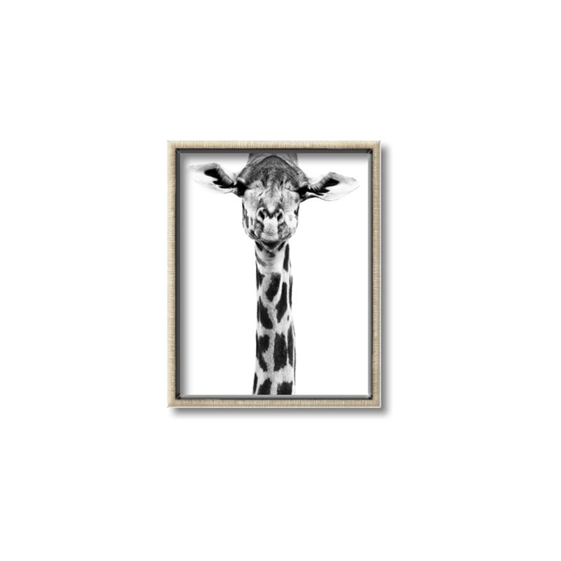 Picture of Long Neck II _GroupedProduct_Rectangle_Portrait_Photography _GroupedProduct_Rectangle_Portrait_Canvas_Framed_