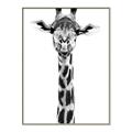 Picture of Long Neck II _GroupedProduct_Rectangle_Portrait_Photography _GroupedProduct_Rectangle_Portrait_Canvas_Framed_