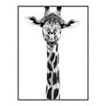 Picture of Long Neck II _GroupedProduct_Rectangle_Portrait_Photography _GroupedProduct_Rectangle_Portrait_Canvas_Framed_